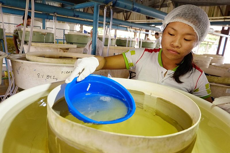 Economia e outras atividades são conteúdo do 'Amazonas em Mapas'