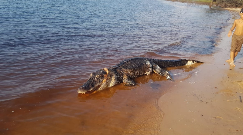 Jacaré de 3 metros é encontrado às margens da Praia do Açutuba no Amazonas