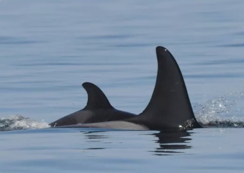 Baleia que carregou filhote morto por 17 dias dá à luz novamente