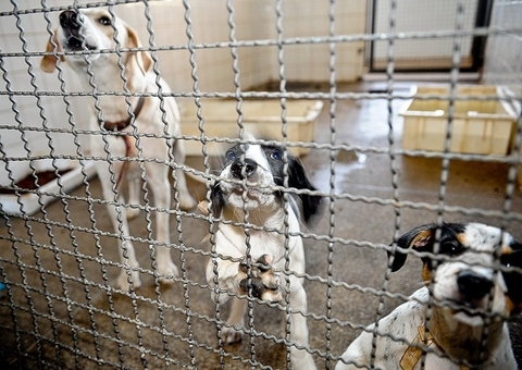 Senado pode votar amanhã sobre prisão a quem maltratar animais