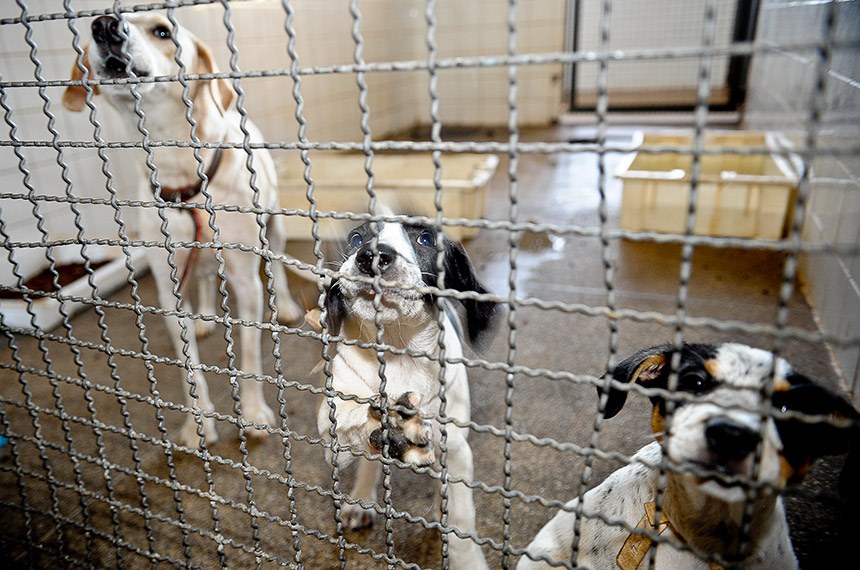 Senado pode votar amanhã sobre prisão a quem maltratar animais