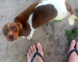 'Sessão animal' desperta 'instinto primitivo' de parlamentares no Amazonas