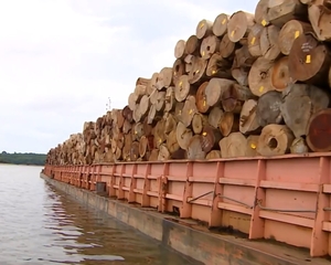 Amazônia, um passo a mais para a sua destruição foi dado