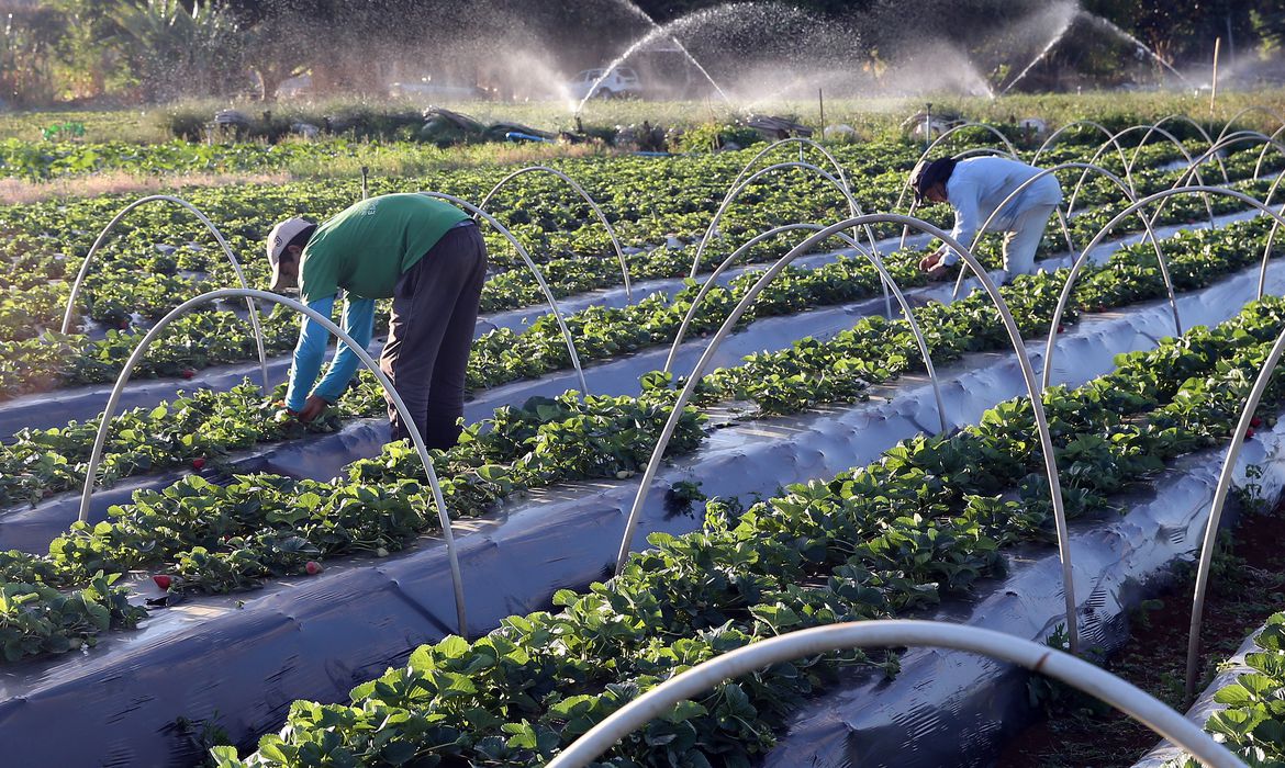 Senado aprova auxílio de até R$ 3 mil para agricultores familiares