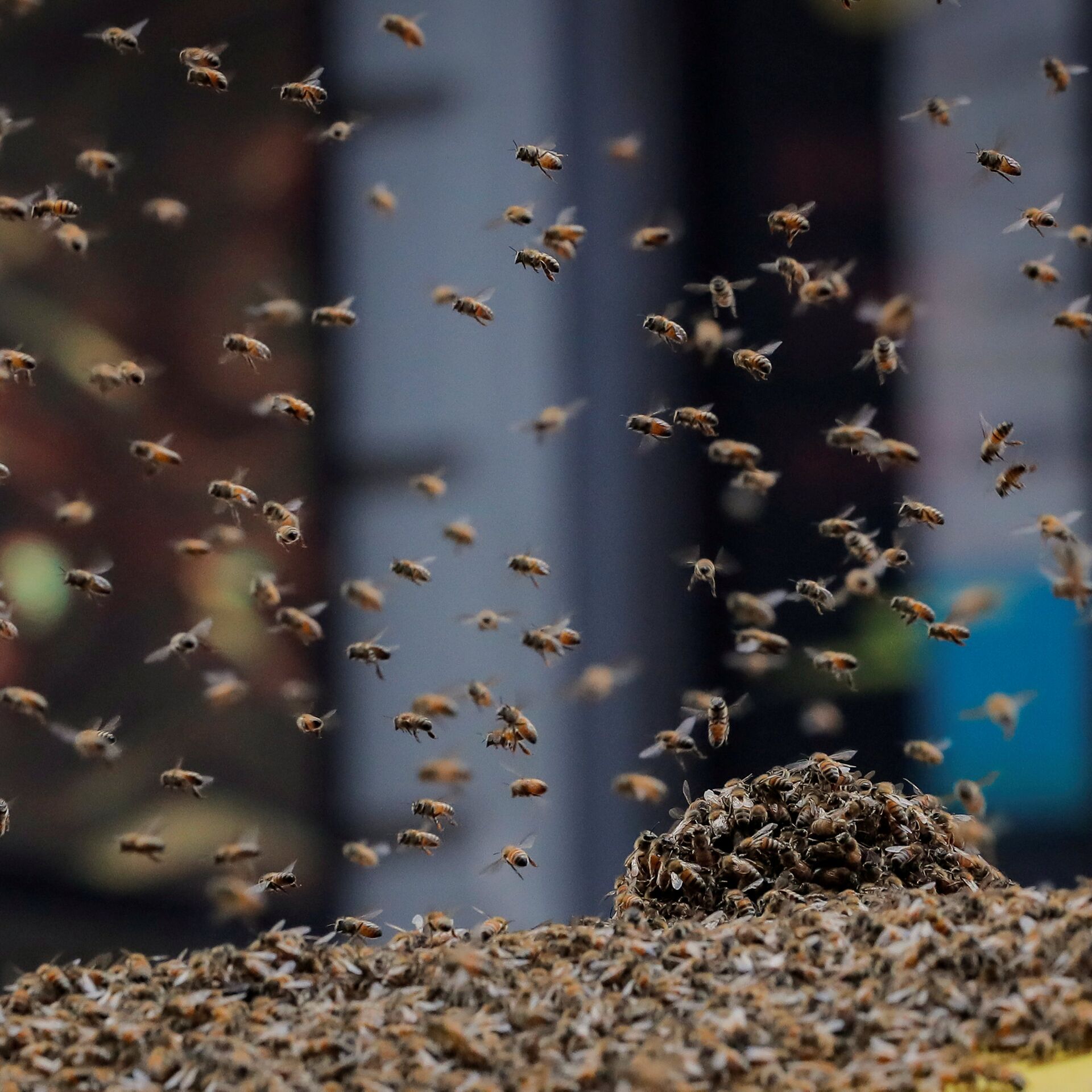 Voo é cancelado após enxame de abelhas invadir aeronave