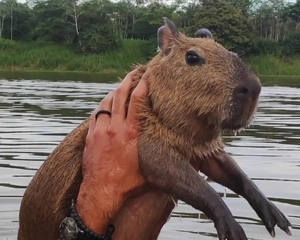 Filó, a anta amazonense