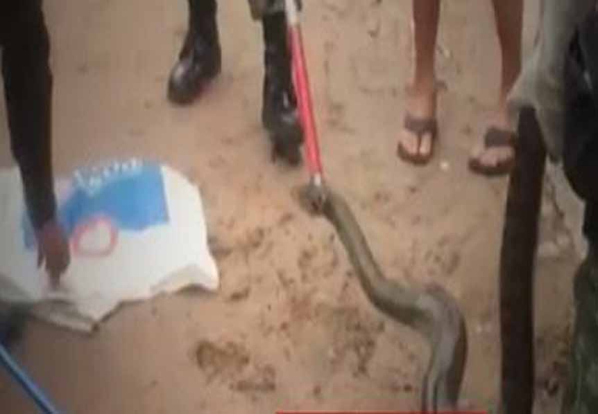 Moradores descobrem sucuri em cano durante falha no abastecimento de água