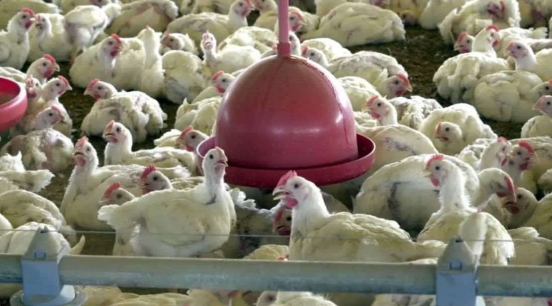 Brasil registra 1º caso de gripe aviária em granja comercial no RS