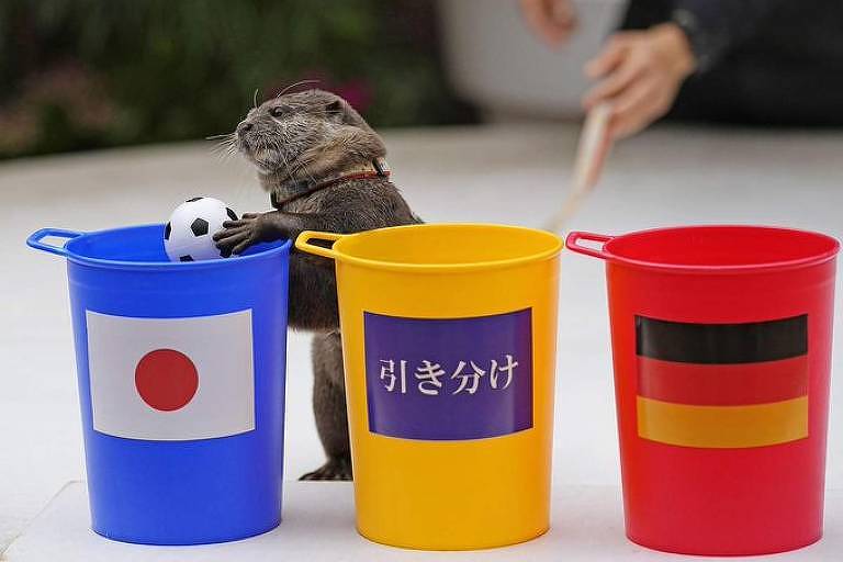 Lontra vidente? Animal 'prevê' vitória do Japão contra Alemanha