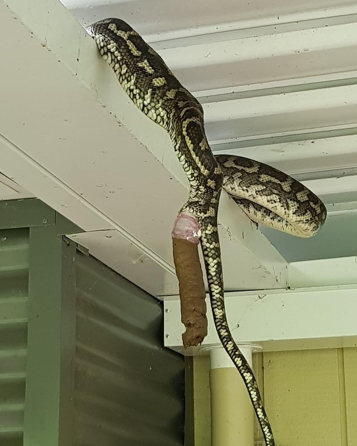 Foto de cobra fazendo cocô gigante viraliza na web; Confira imagem