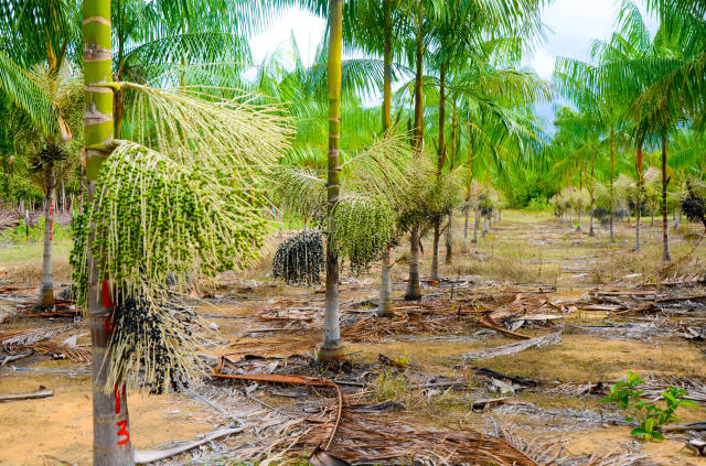 Projeto na Câmara Federal cria programa de incentivo à produção de açaí
