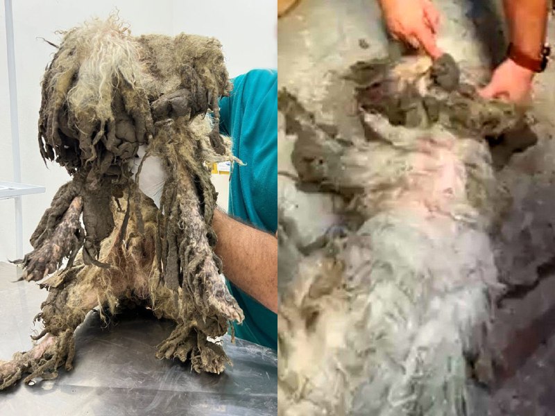 Cachorro com corte na cabeça e sem poder ficar em pé é resgatado em Manaus