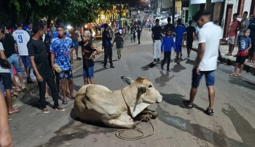 Mãe e bebê são pisoteados por bois no Amazonas