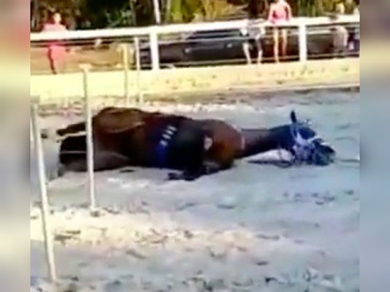 Cavalo é sacrificado após ficar ferido em vaquejada no Amazonas; vídeos
