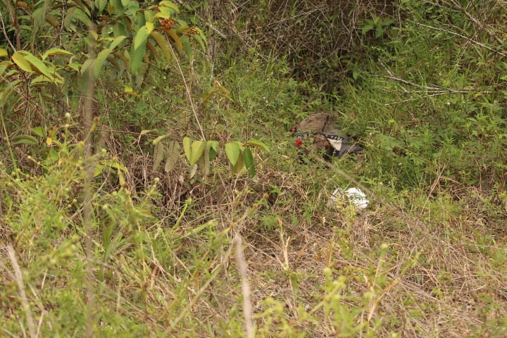 Sequestrado há 2 dias, mototaxista é achado morto em matagal em Manaus 