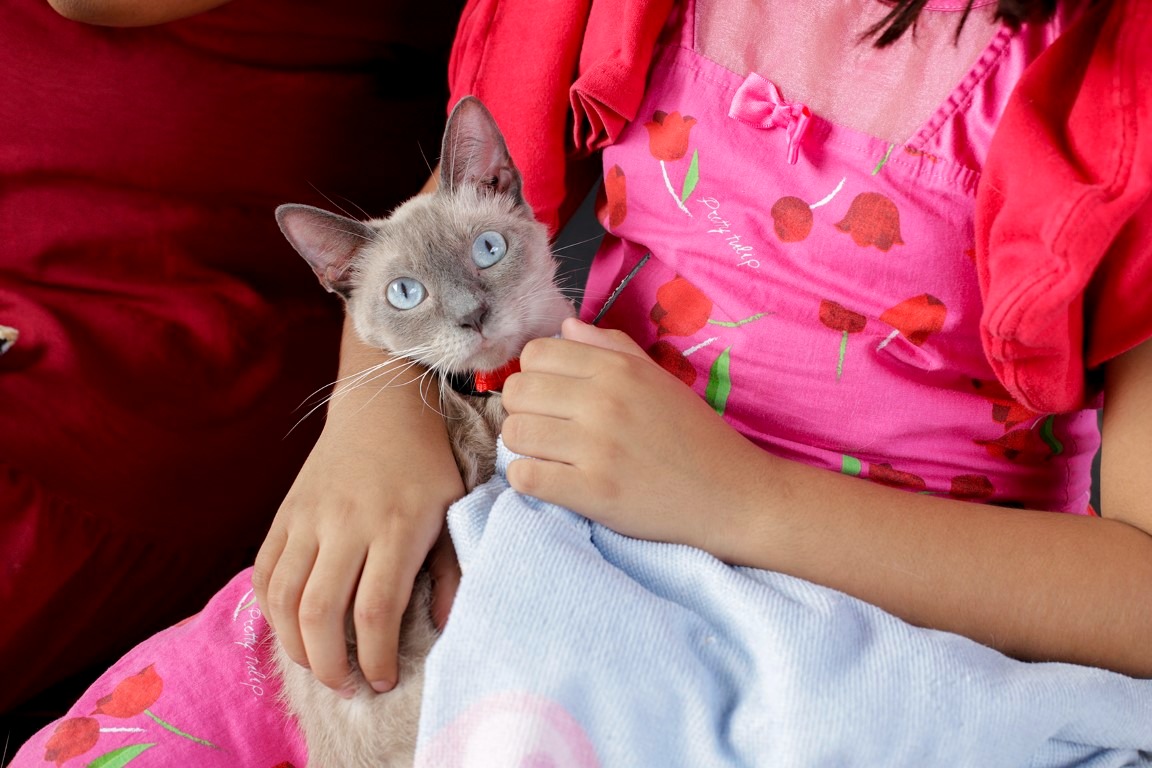 Castramóvel estará no Shopping T4 a partir desta quarta em Manaus