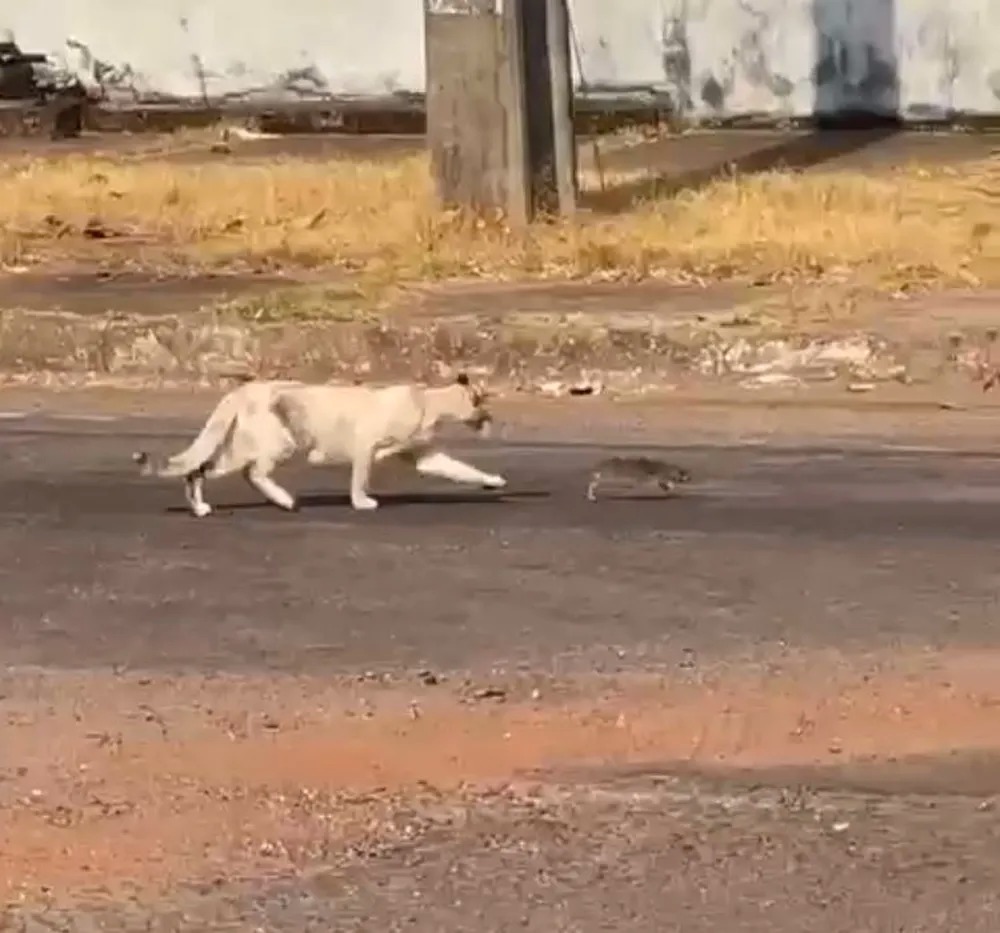 Gato e rato são flagrados 'brincando' e amizade improvável viraliza; vídeo