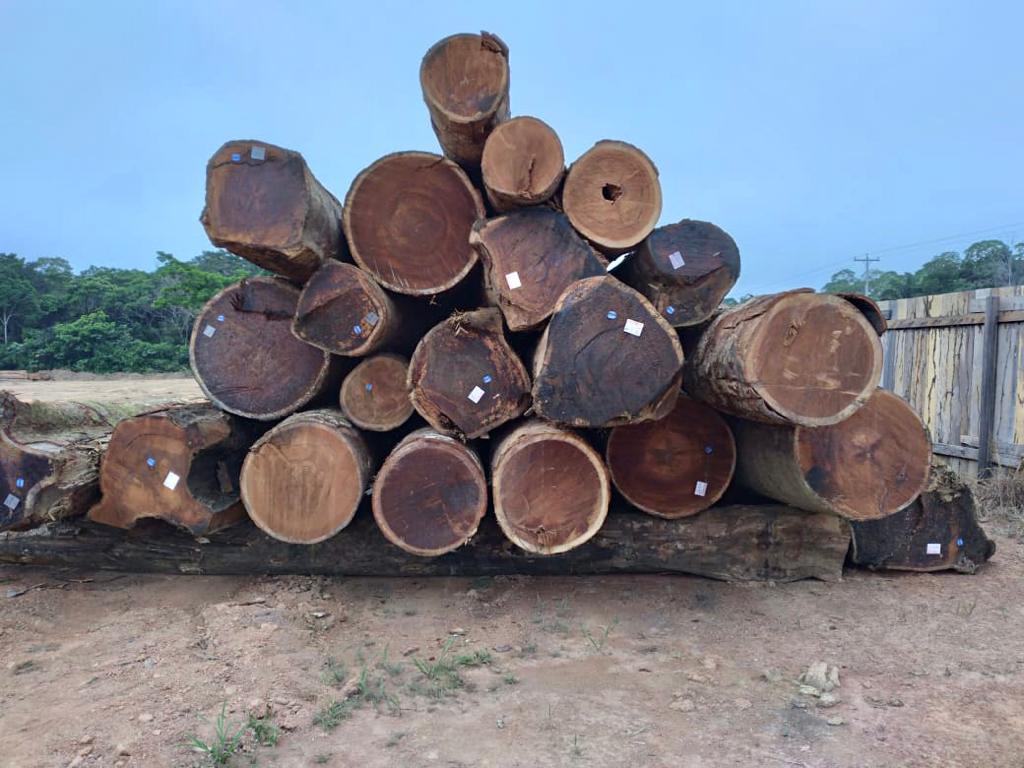 Terra indígena ao Sul do Amazonas é alvo de exploração ilegal de madeira