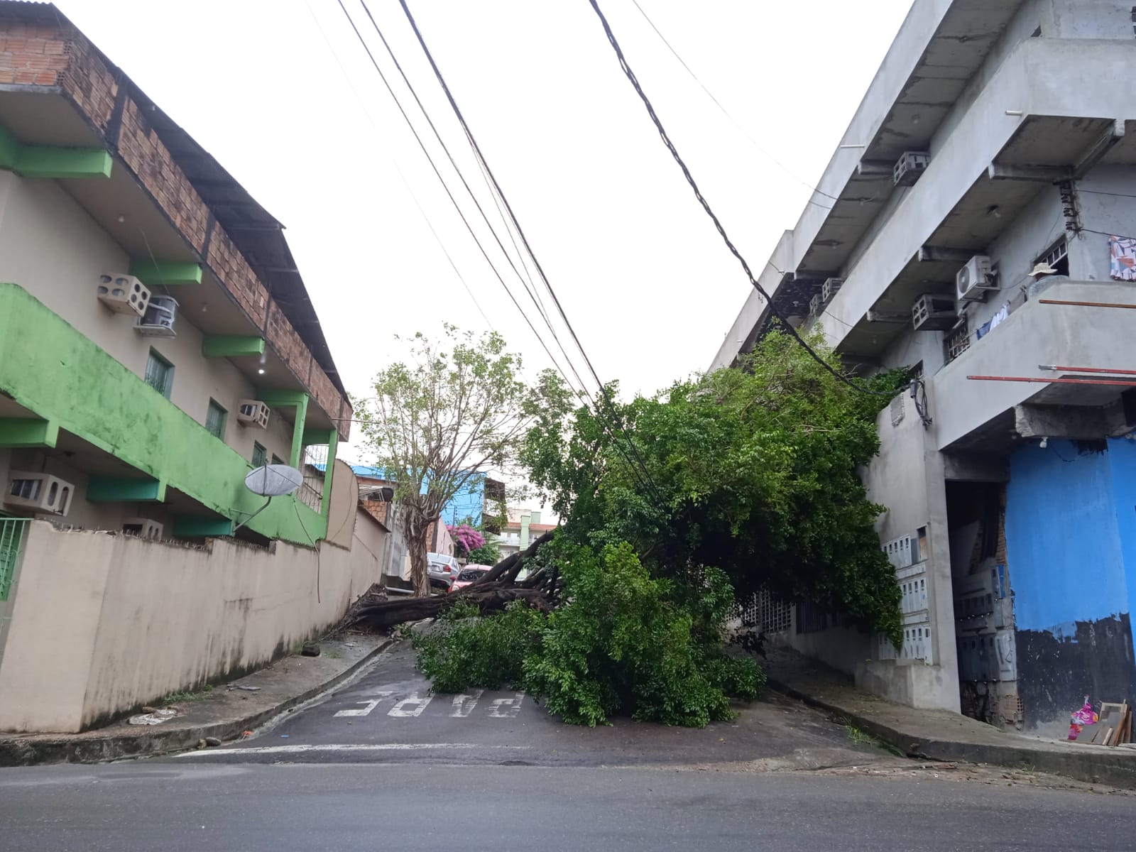 Árvore tomba durante chuva, tranca rua e arranca fios de energia em Manaus