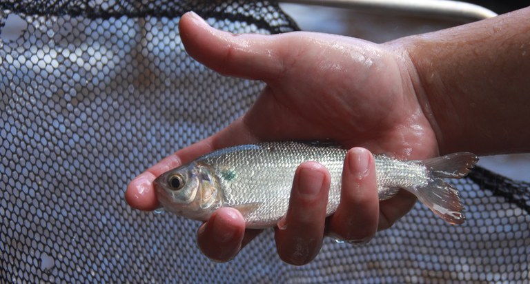 Inpa abre inscrições para curso gratuito de criação de peixes em Manaus