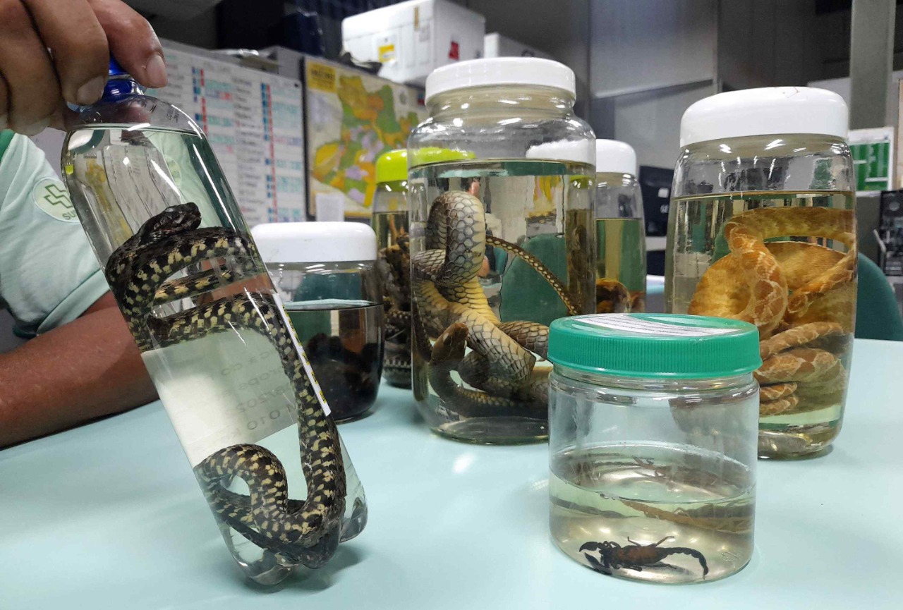 Amazonas registra queda em ataque de serpentes