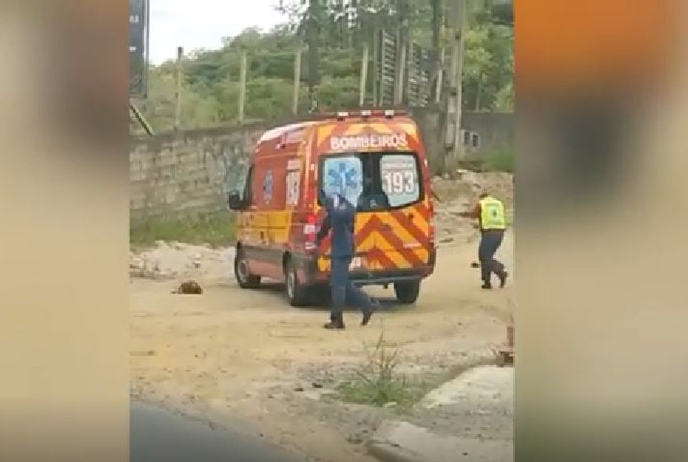 Vídeo mostra pessoas sendo atacadas por enxame de abelhas em Santa Catarina