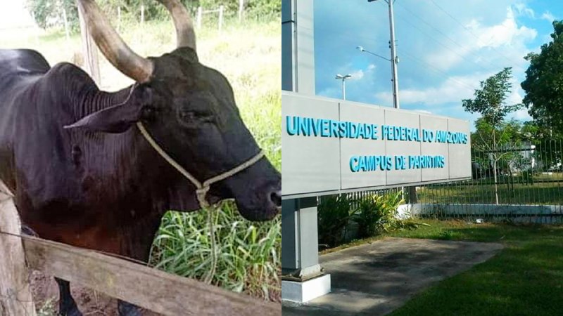 Vaca da UFAM é furtada no Amazonas