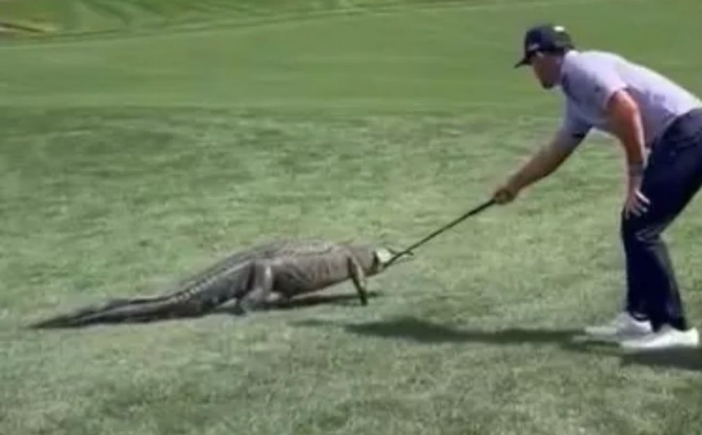 Jacaré interrompe torneio após invadir campo