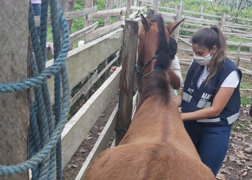 Cavalos são 'sacrificados' após confirmação de doença de mormo no Amazonas