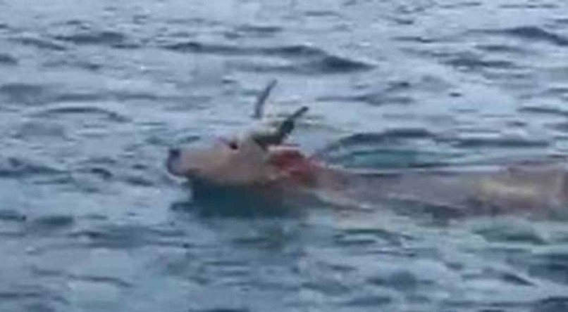 Gado é flagrado nadando em mar de Santa Catarina; vídeo