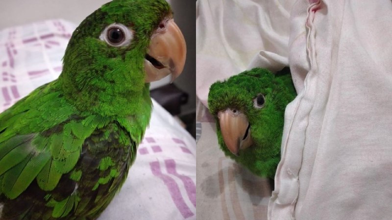 Família oferece recompensa por maritaca desaparecida em Manaus