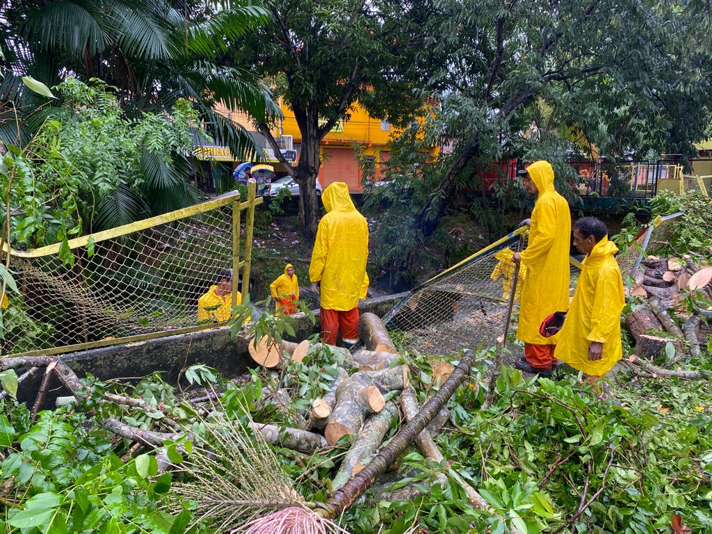 Árvore tomba e bloqueia avenida durante forte chuva em Manaus