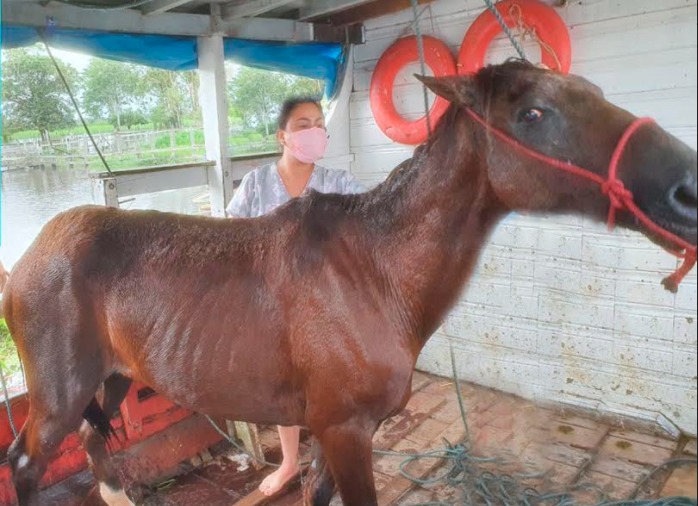 Cavalo é resgatado após ser amarrado para morrer afogado no Amazonas