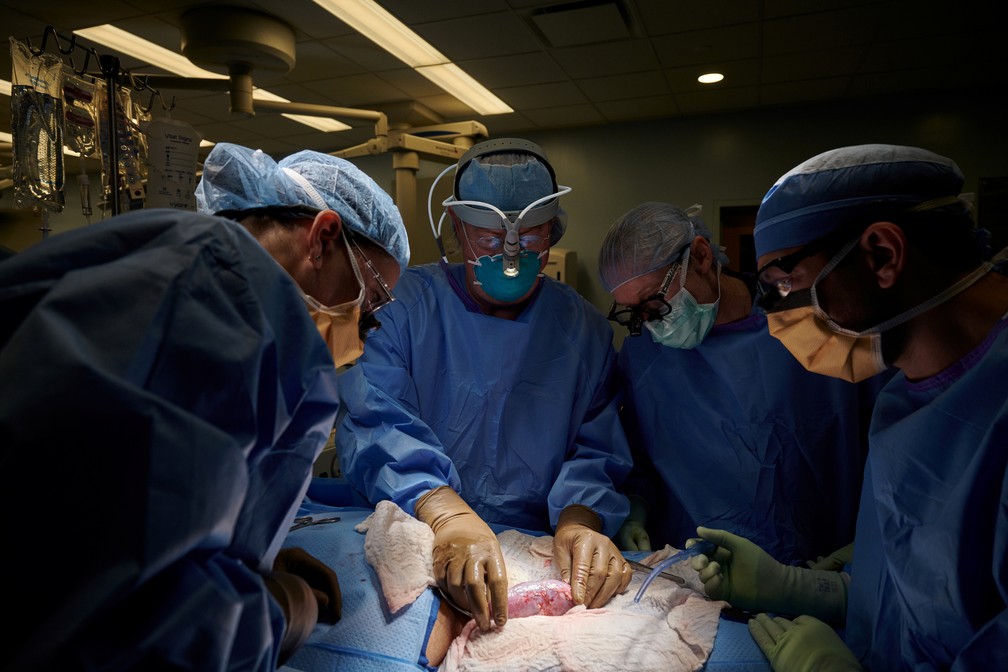 Cirurgia inédita de transplante de rim de porco para humano é feita nos EUA
