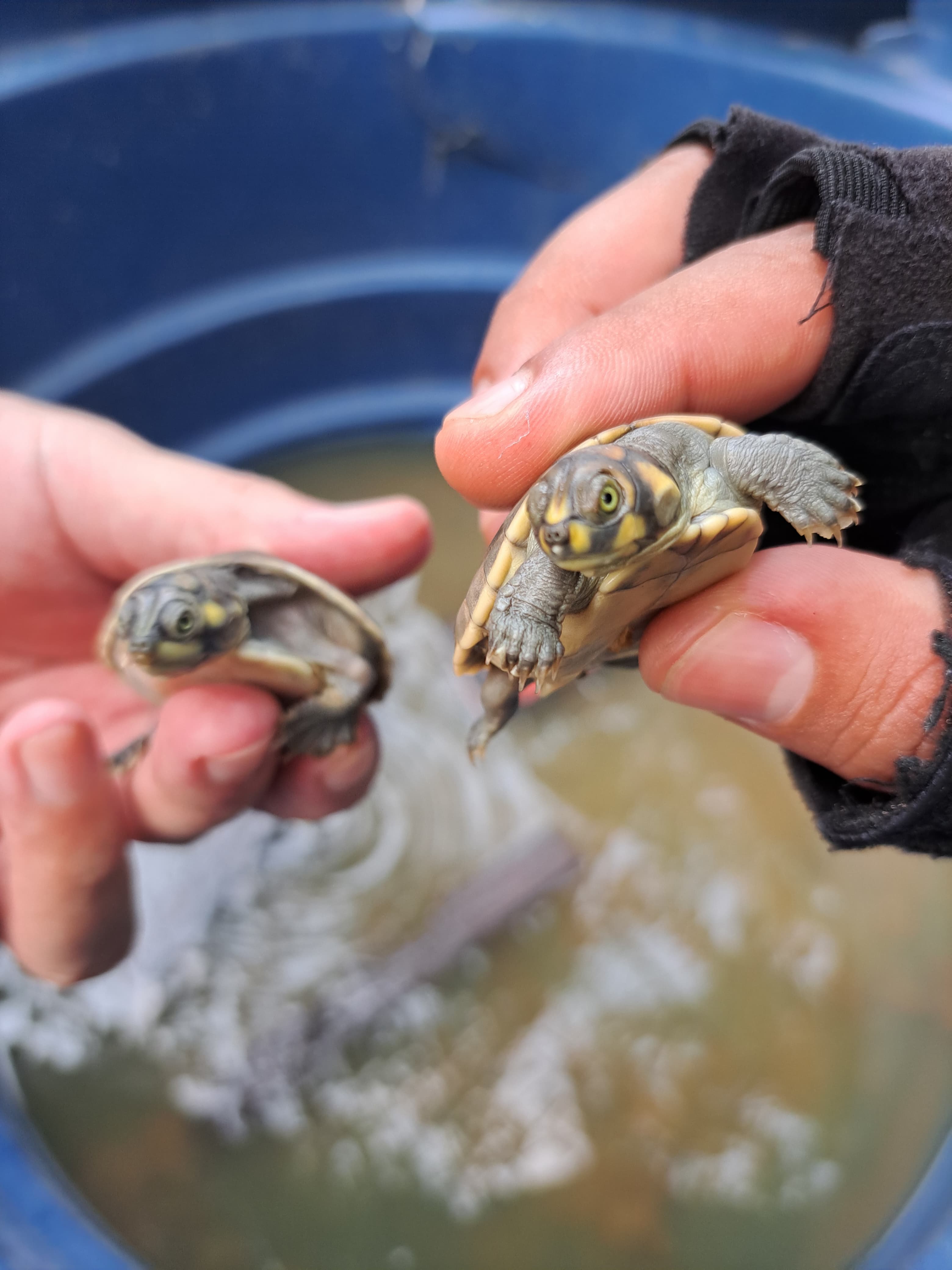 Ibama acompanha período de eclosão de quelônios no Amazonas