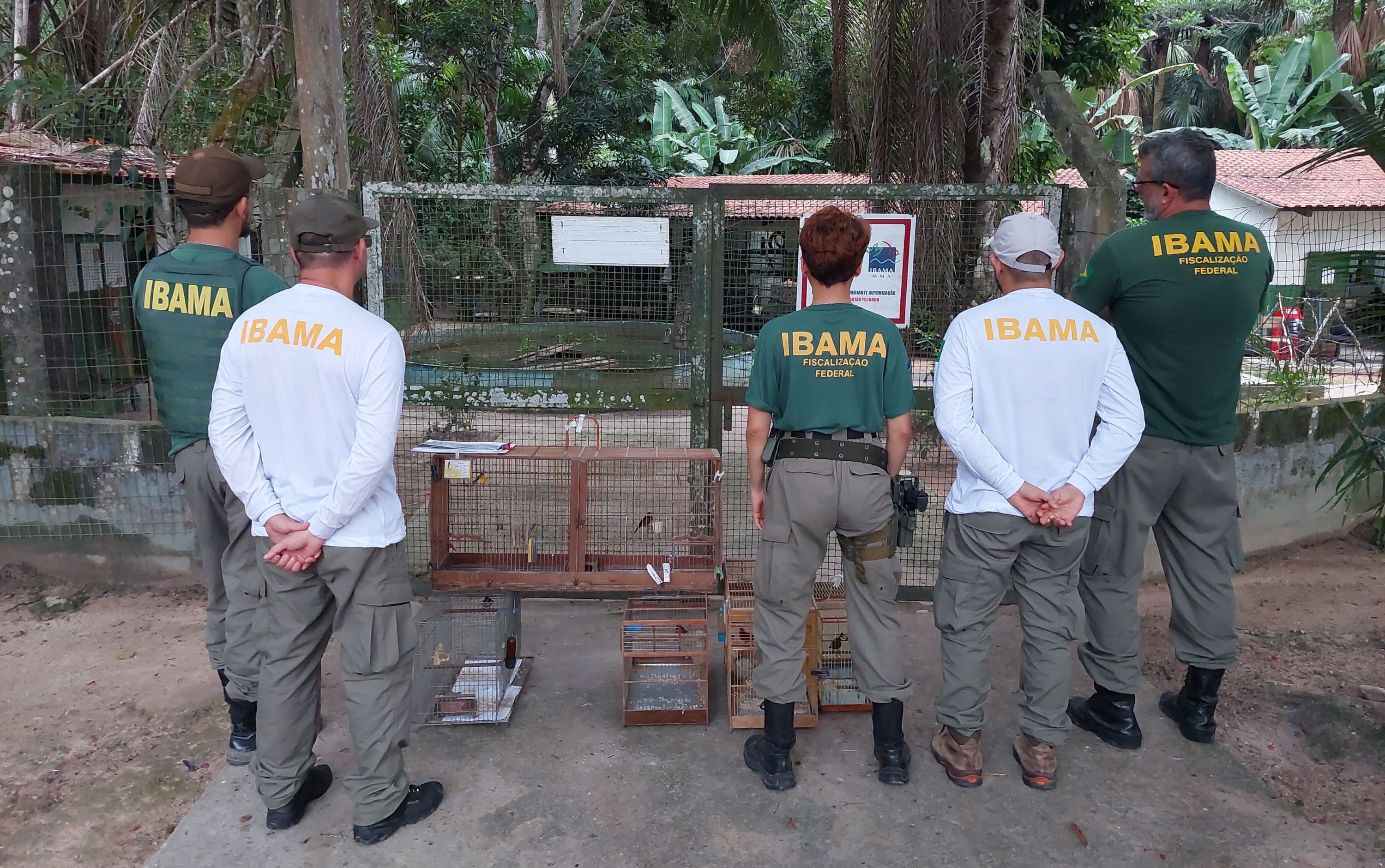 Ibama realiza operação contra criadores de pássaros silvestres em Manaus