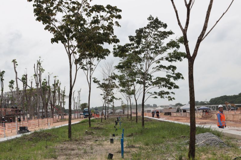 Árvores amazônicas como samaumeiras são transplantadas em Belém para COP 30