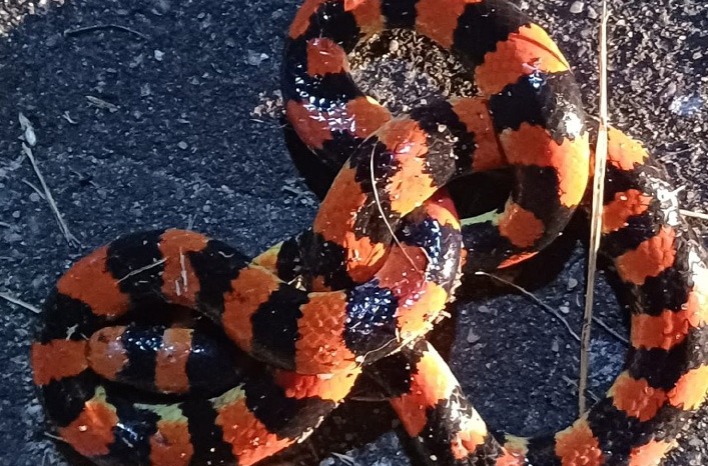 Moradores são surpreendidos com cobra-coral na garagem de casa em Manaus 