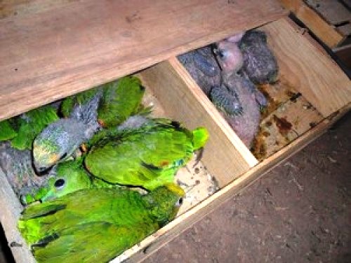 MPF denuncia Ibama e 2 servidores por mais tratos a 900 animais