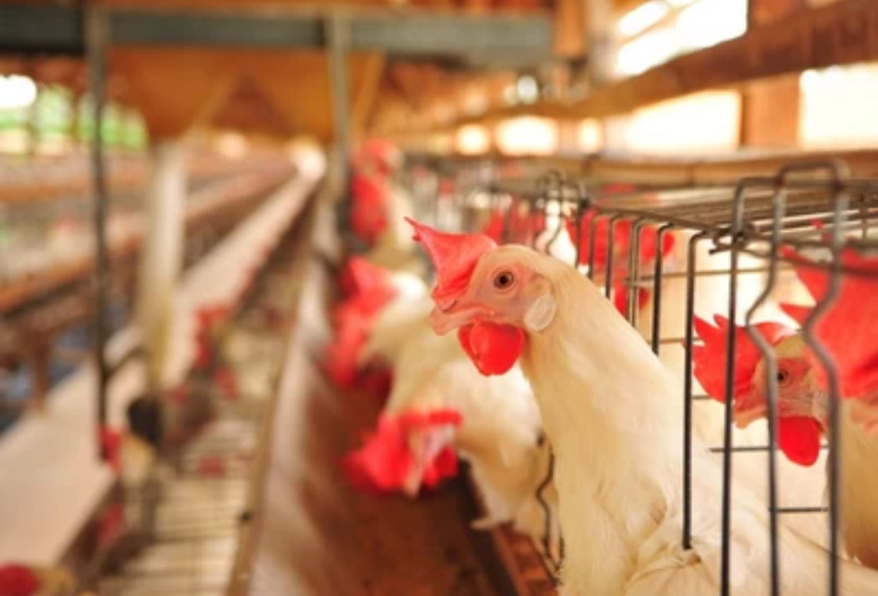 Filipinas e Jordânia suspendem compras de frango do Brasil