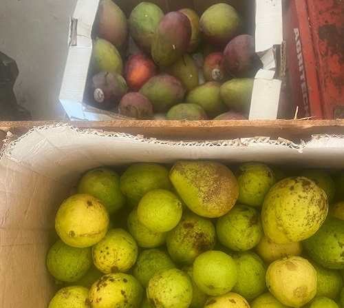 Mais de 6 toneladas de frutas vindas do Pará são apreendidas em Parintins