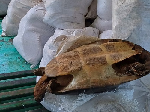 Dois homens são presos com 2 toneladas de pescado ilegal na Manaus Moderna