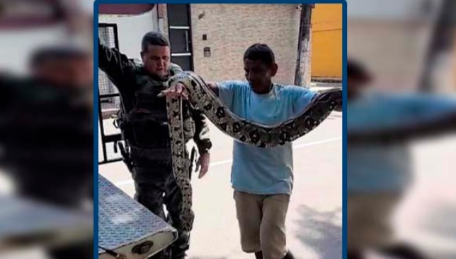 Jiboia é resgatada após ser ferida por moradores do Coroado