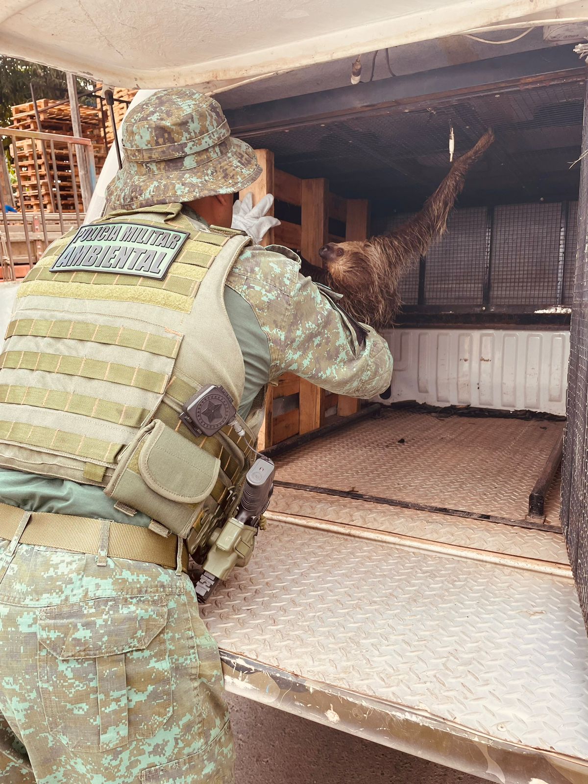 Bicho-preguiça é resgatado no bairro Grande Vitória