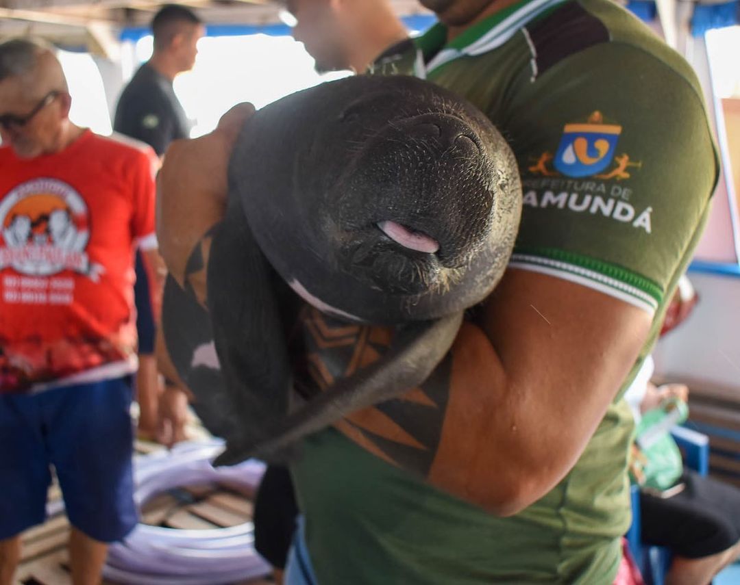 Moradores encontram filhote de Peixe-Boi em orla no Amazonas