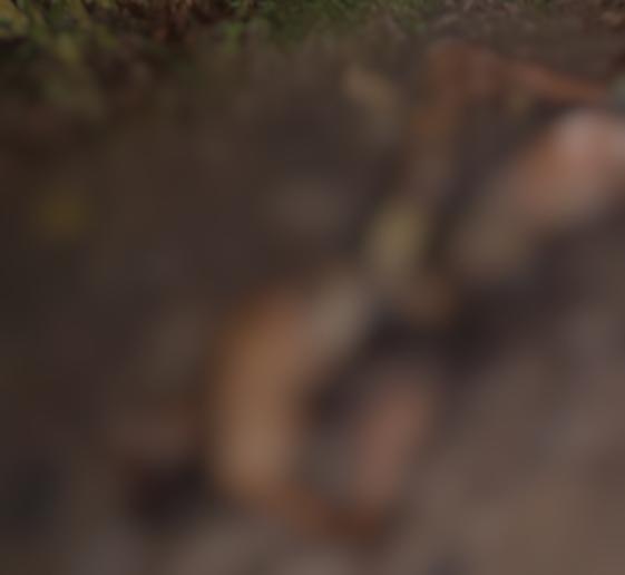 Corpo de homem é encontrado em chamas no Ramal do Ipiranga