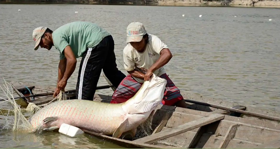 Especialistas se reúnem em Manaus para evento internacional de piscicultura