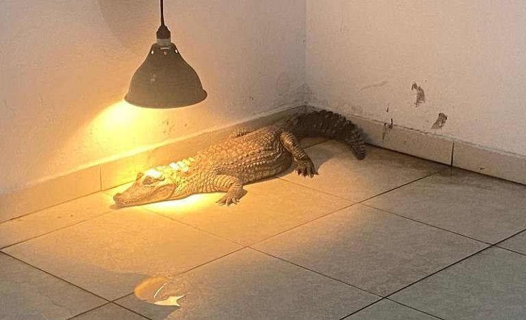 Polícia resgata jacaré e outros 85 animais silvestres em casas