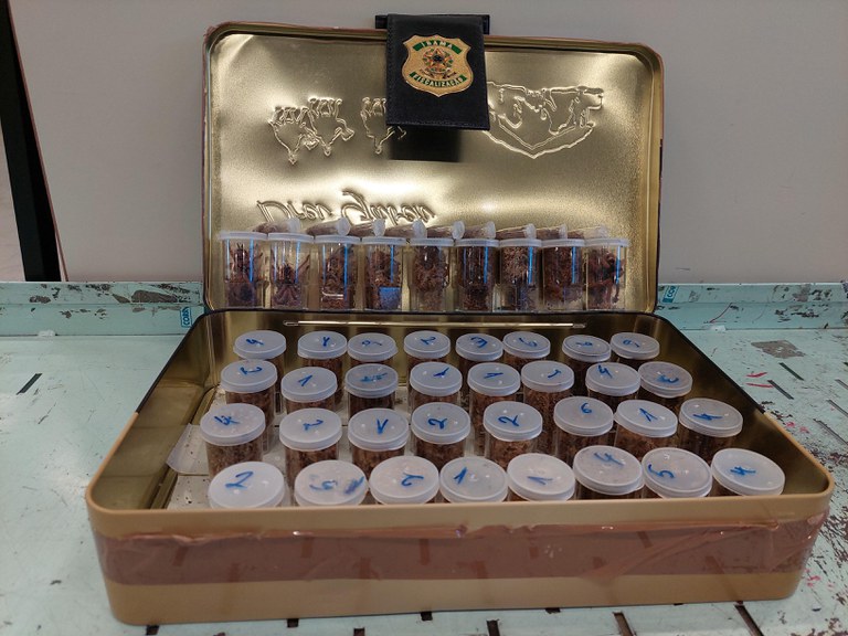 Brasileiro que transportou 50 aranhas da Bélgica para SP é multado em R$ 12 mil