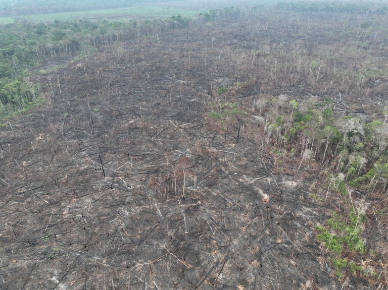 Operação da PF prende suspeito de destruir 250 hectares de mata no Amazonas